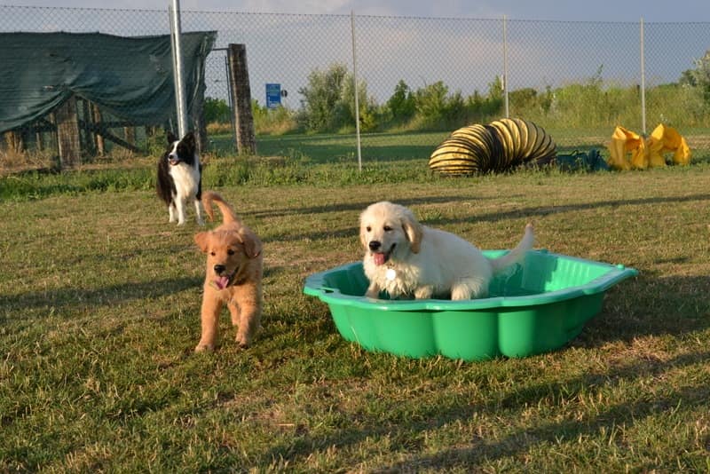 Puppy Class - i cuccioli e la piscinetta!