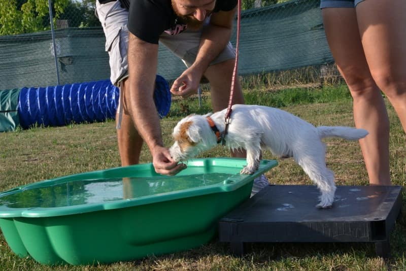 Puppy Class - Guido il Jack Russell e la scoperta dell'acqua!